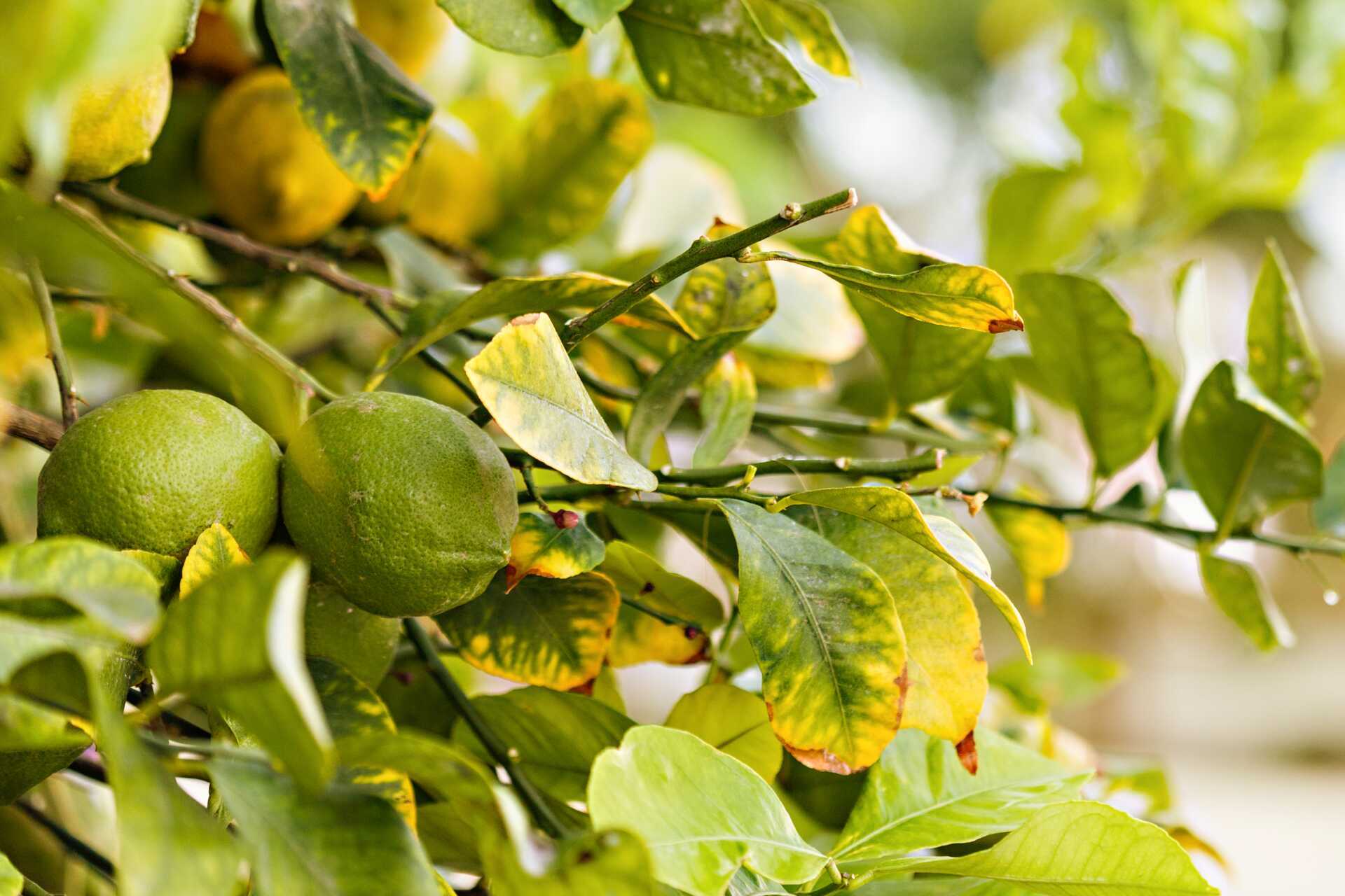 De tuin van het Sunsuites Carolina hotel op Gran Canaria, Canarische Eilanden.
